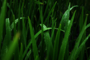 green, Nature, Grass, Monochrome, Water, Drops, Macro