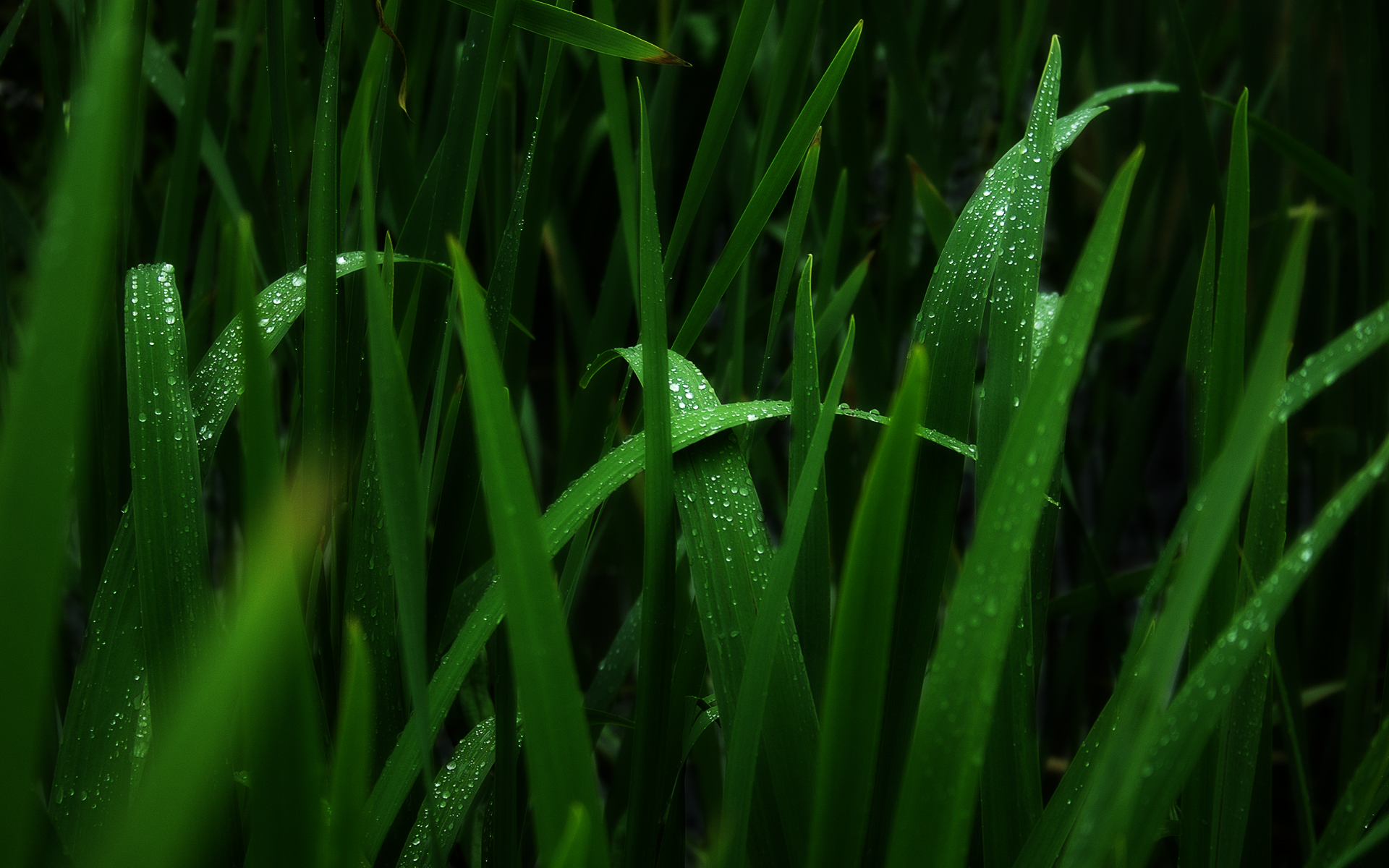 green, Nature, Grass, Monochrome, Water, Drops, Macro Wallpaper