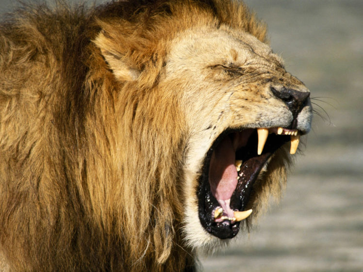 lion, Cat, Predator, Fs HD Wallpaper Desktop Background