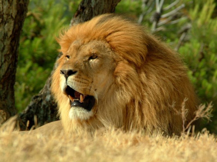 lion, Cat, Predator HD Wallpaper Desktop Background
