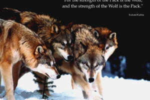 wolf, Wolves, Predator, Rw