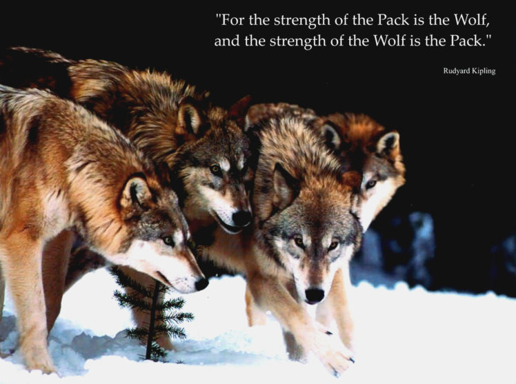 wolf, Wolves, Predator, Rw HD Wallpaper Desktop Background