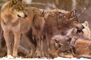 wolf, Wolves, Predator, Rb