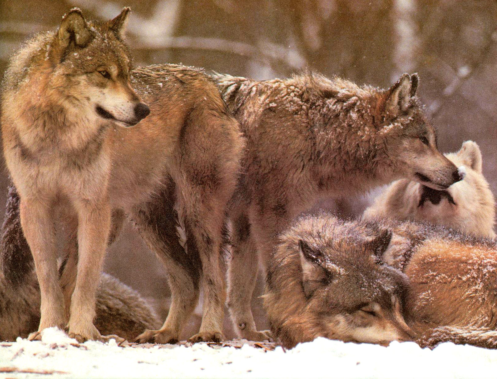wolf, Wolves, Predator, Rb Wallpaper