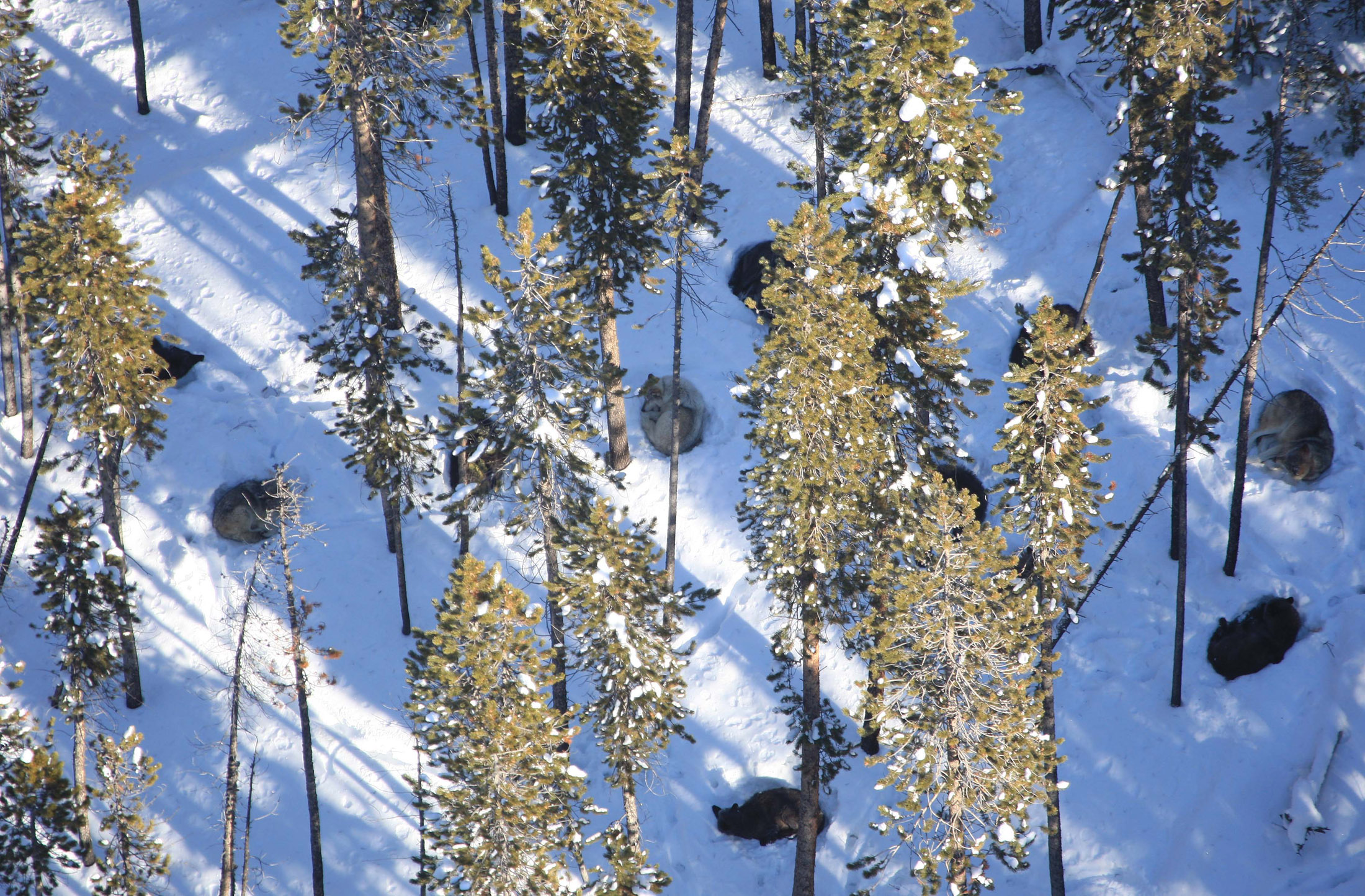 wolf, Wolves, Predator, Winter, Snow, Forest Wallpaper