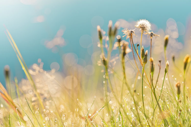 dandelions, Summer, Drops, Grass, Field, Bokeh, Mood HD Wallpaper Desktop Background