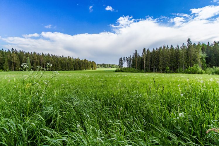 field, Grass, Forest, Trees, Sky, Landscape HD Wallpaper Desktop Background