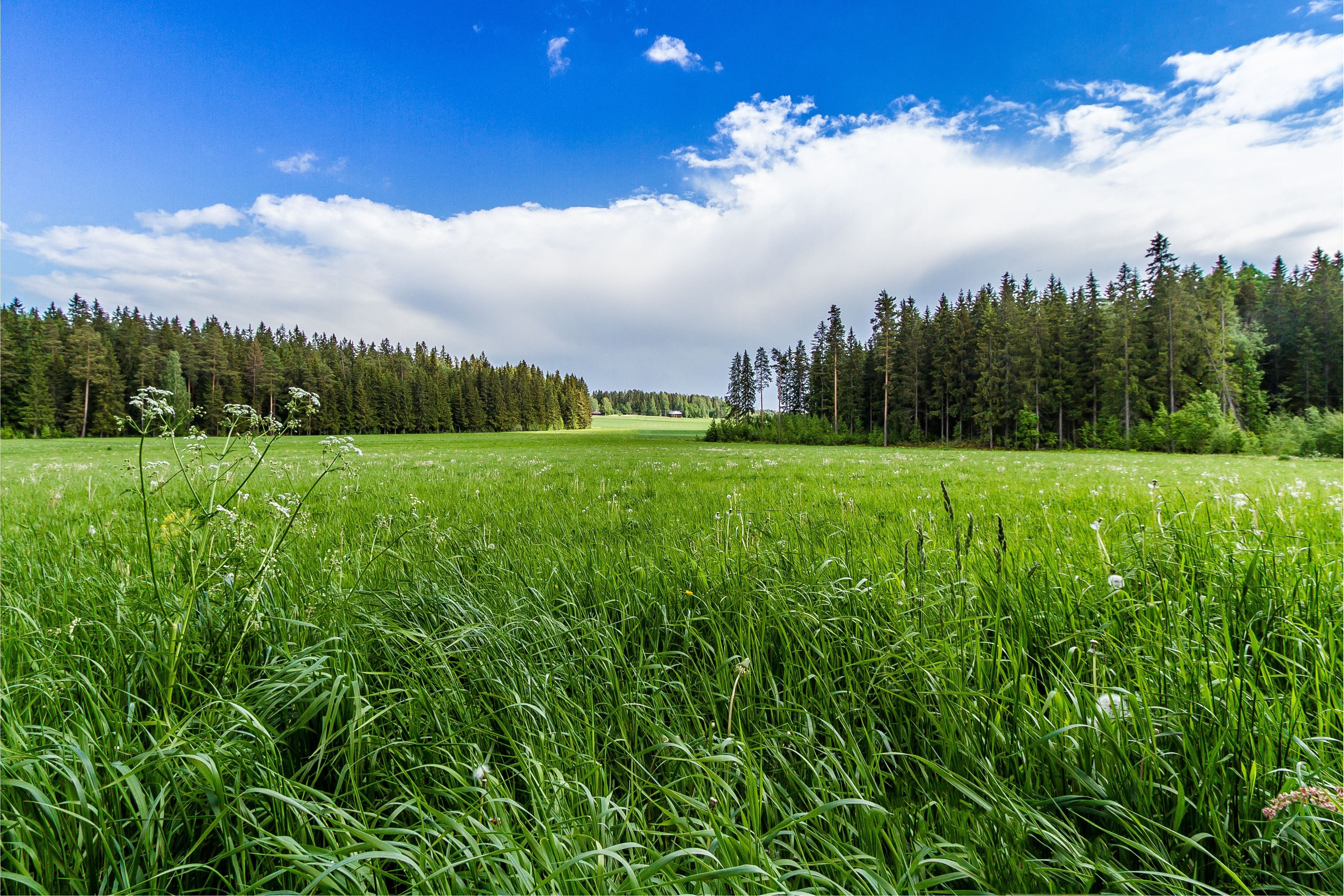 field, Grass, Forest, Trees, Sky, Landscape Wallpapers HD / Desktop and