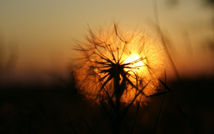 sunset, Nature, Flowers, Dandelions HD Wallpaper Desktop Background