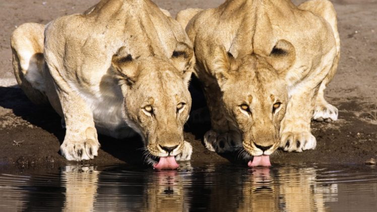 namibia, Lions HD Wallpaper Desktop Background
