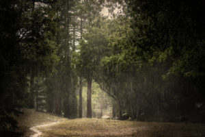 rain, Summer, Forest