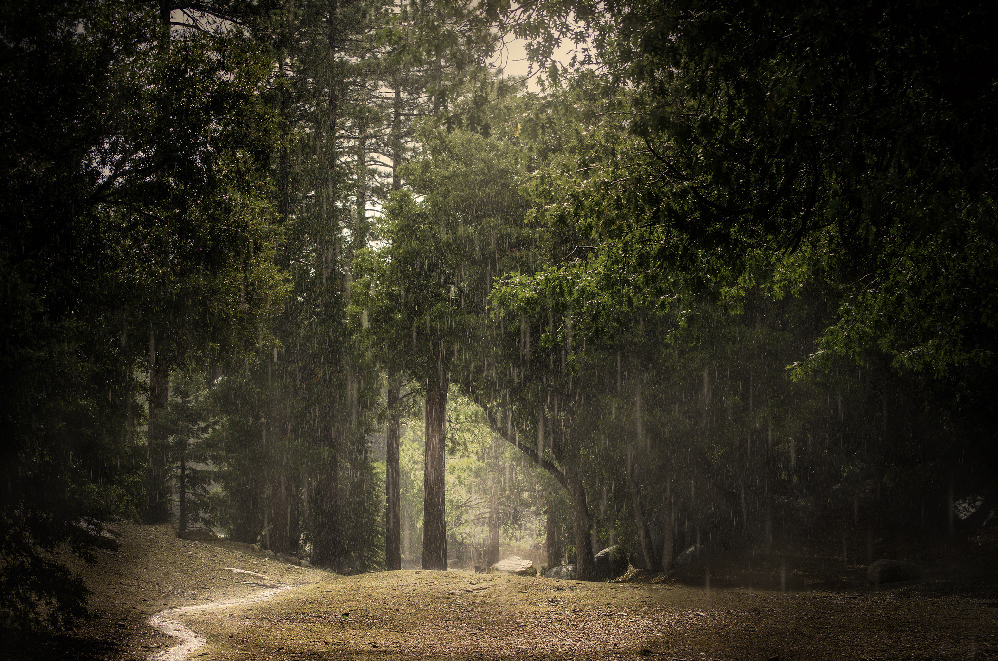 rain, Summer, Forest Wallpaper