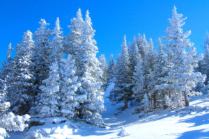 winter, Forest, Trees, Landscape