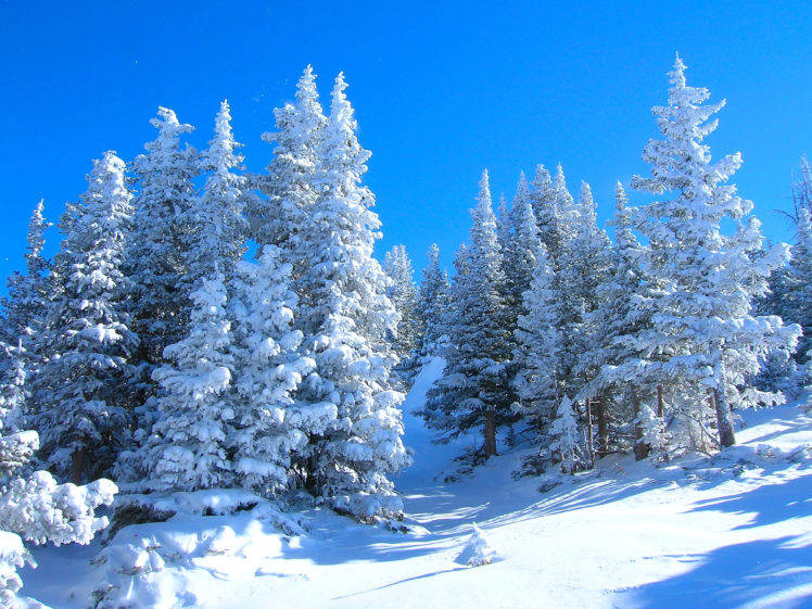 winter, Forest, Trees, Landscape Wallpapers HD / Desktop and Mobile ...