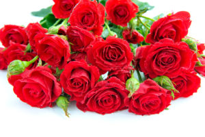 red, Roses, Bouquet, Petals, Flowers