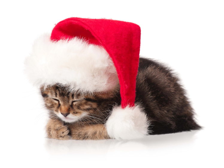 cats, Christmas,  , New, Year,  , Winter, Hat, Animals, Kitten HD Wallpaper Desktop Background