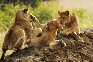 lion, Predator, Battle, Cub, Baby