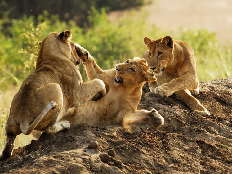 lion, Predator, Battle, Cub, Baby HD Wallpaper Desktop Background
