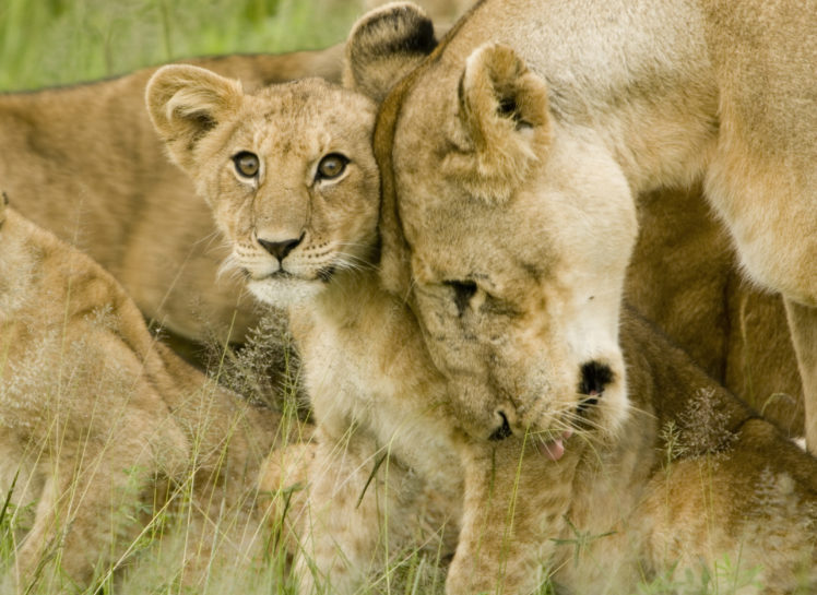 lion, Predator, Battle, Cub, Baby HD Wallpaper Desktop Background