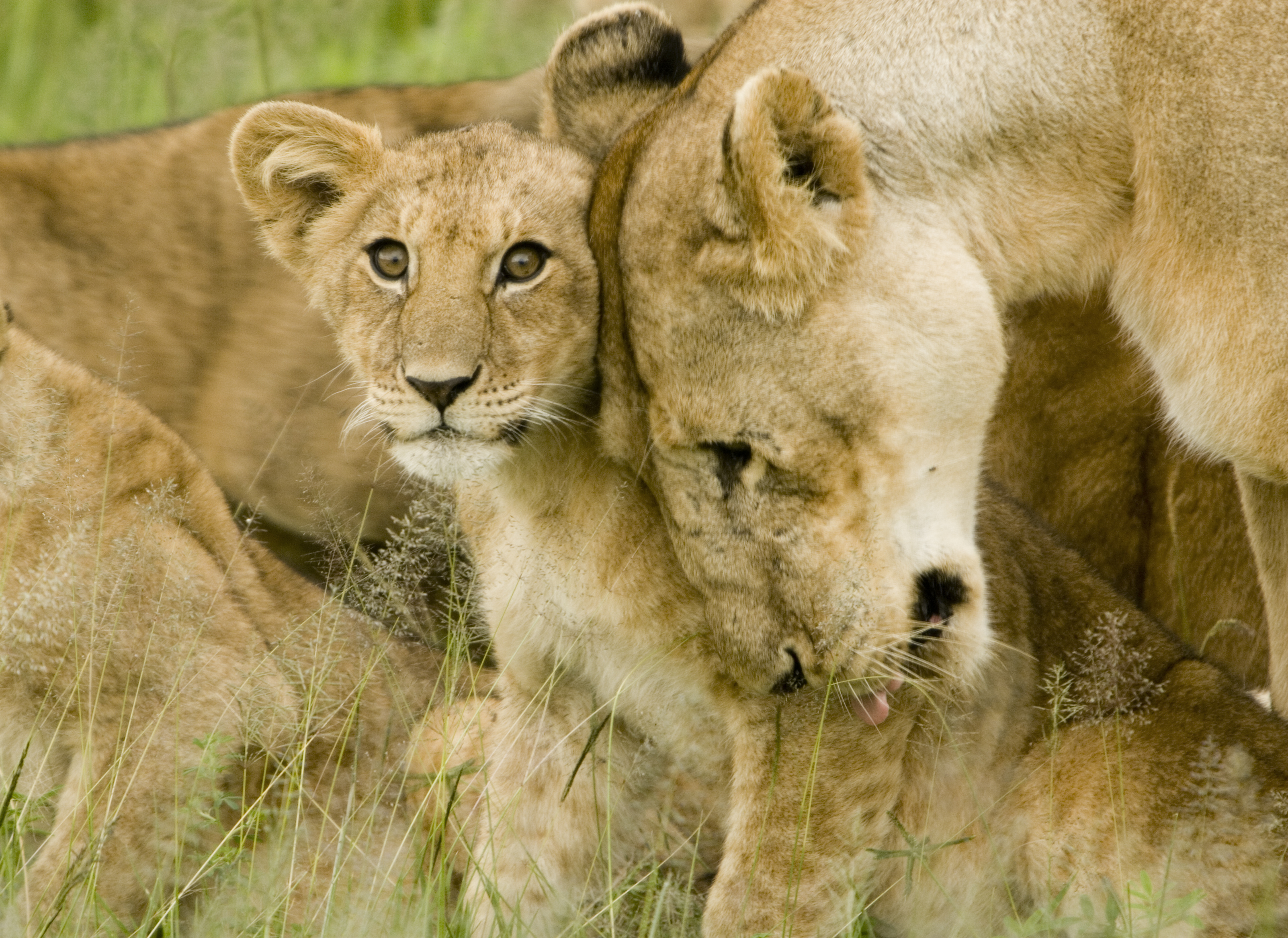 lion, Predator, Battle, Cub, Baby Wallpaper