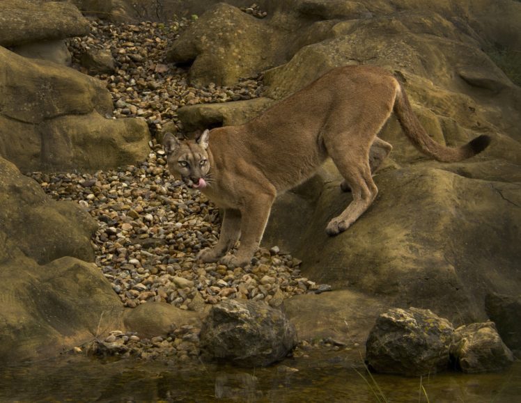 puma, Cougar, Mountain, Lion, Wild, Cat HD Wallpaper Desktop Background