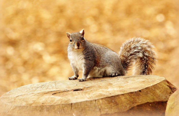 rodents, Squirrel HD Wallpaper Desktop Background