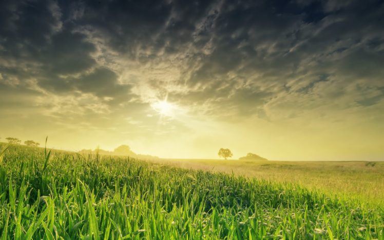 nature, Landscape, Field, Sun, Grass, Hd, Wallpaper HD Wallpaper Desktop Background