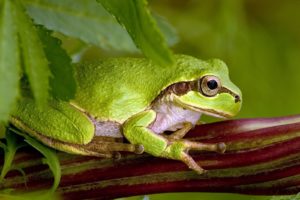 frogs, Amphibians