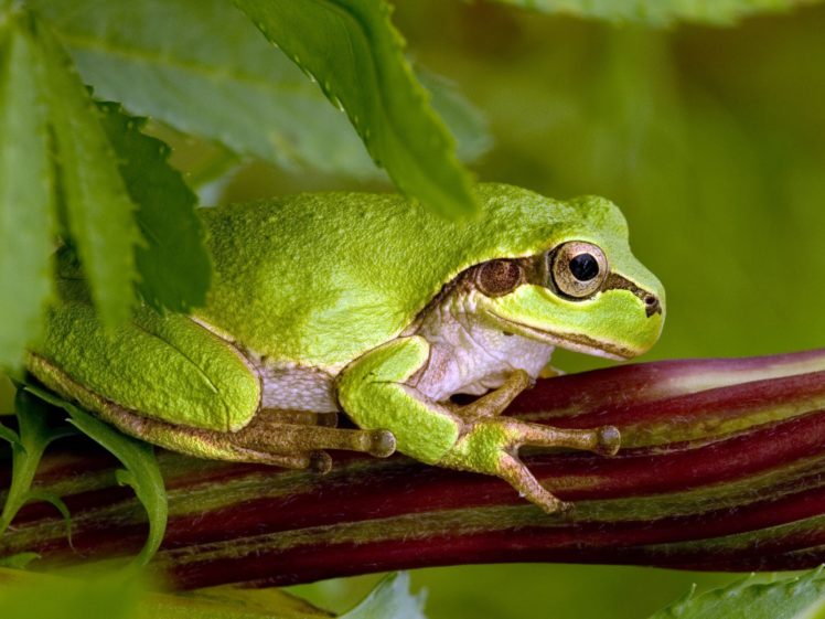 frogs, Amphibians HD Wallpaper Desktop Background