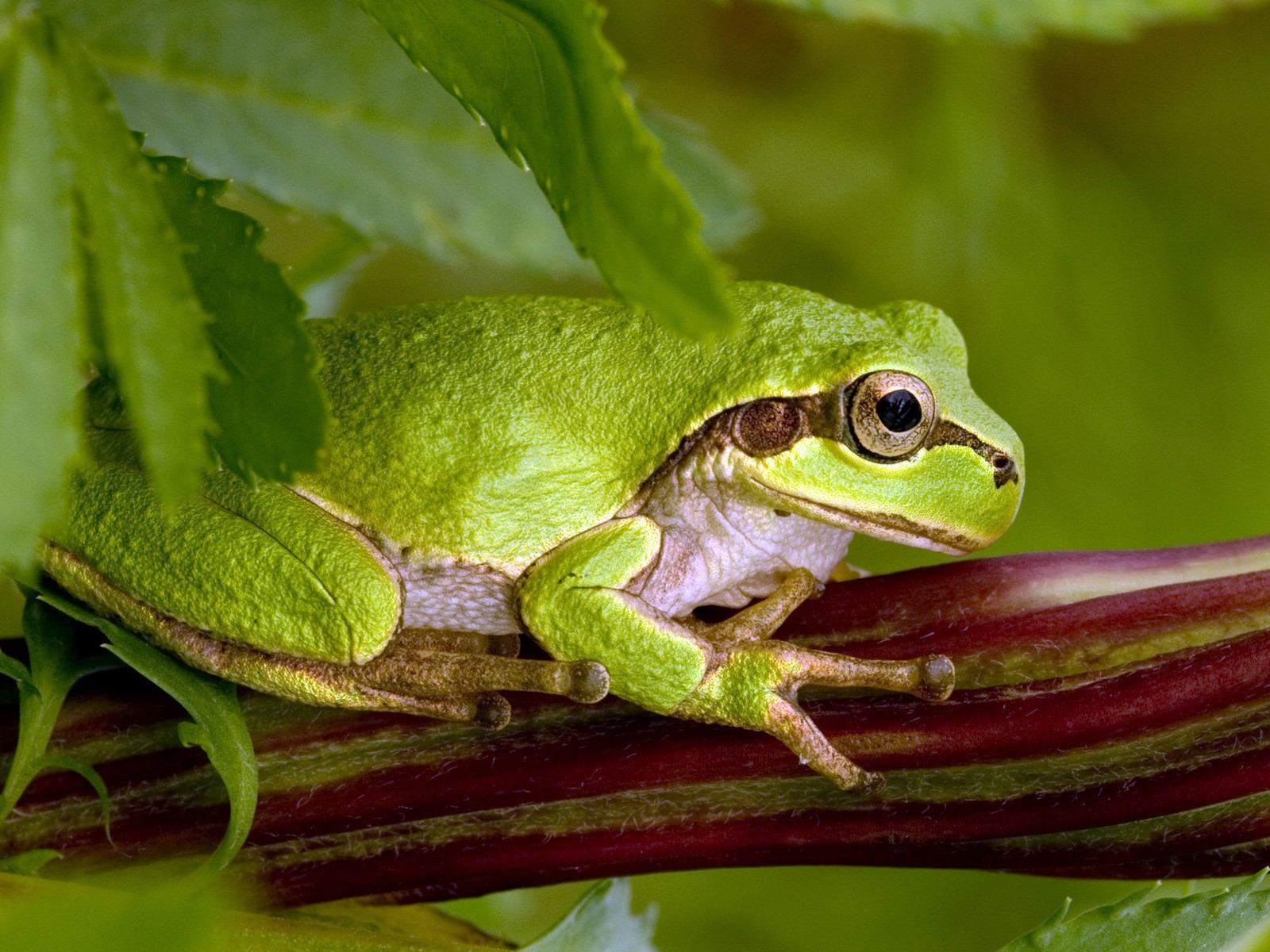 frogs, Amphibians Wallpaper