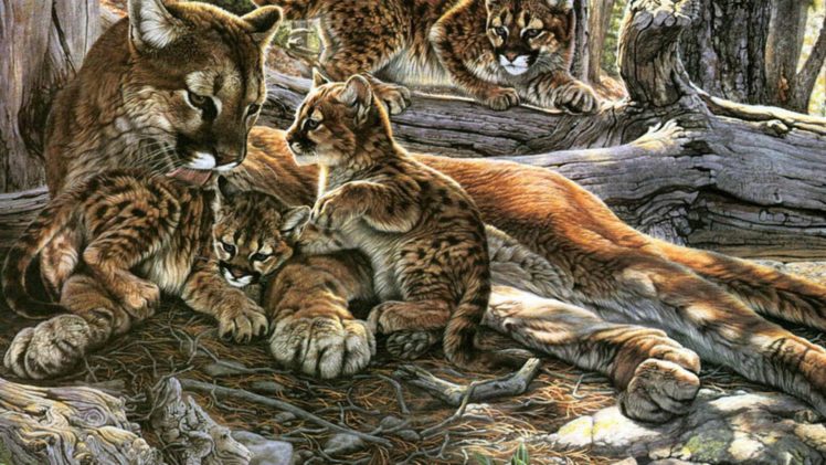 nature, Family, Animals, Puma, Wild, Animals, Mountain, Lions, Cougar HD Wallpaper Desktop Background