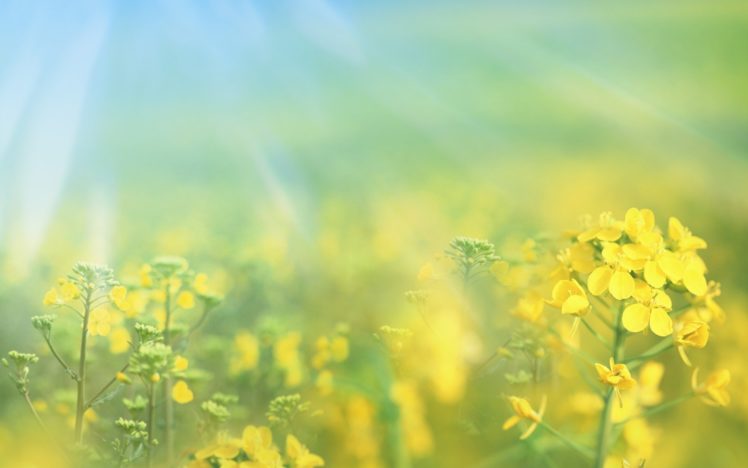 nature, Flowers, Summer,  season , Dreamy HD Wallpaper Desktop Background