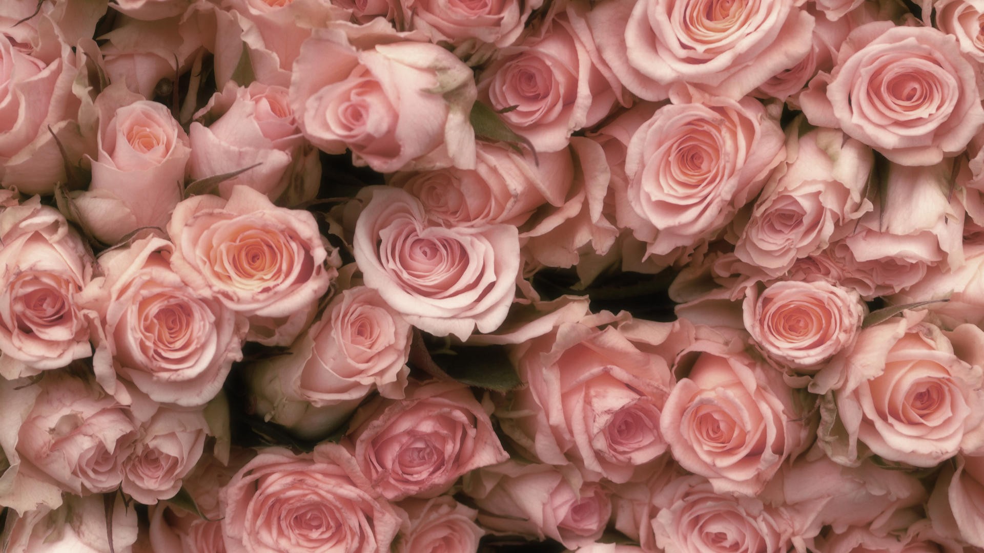 flowers, Pink, Roses, Pink, Flowers Wallpaper
