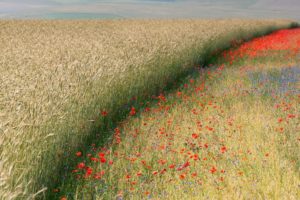 landscapes, Nature, Flowers, Fields, Corn, Poppies
