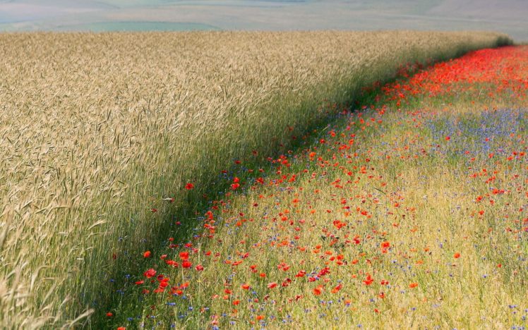 landscapes, Nature, Flowers, Fields, Corn, Poppies HD Wallpaper Desktop Background