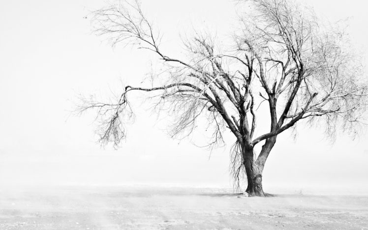 nature, Winter, Snow, Trees, White HD Wallpaper Desktop Background