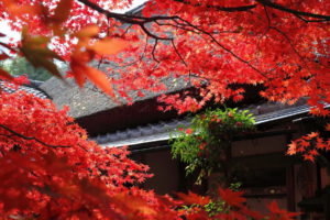 autumn, Japan, Tree, Leaves, Red