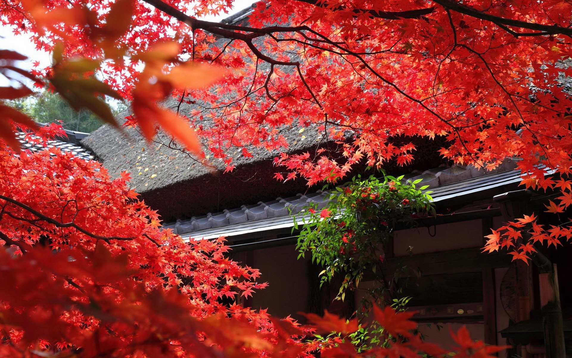 autumn, Japan, Tree, Leaves, Red Wallpaper