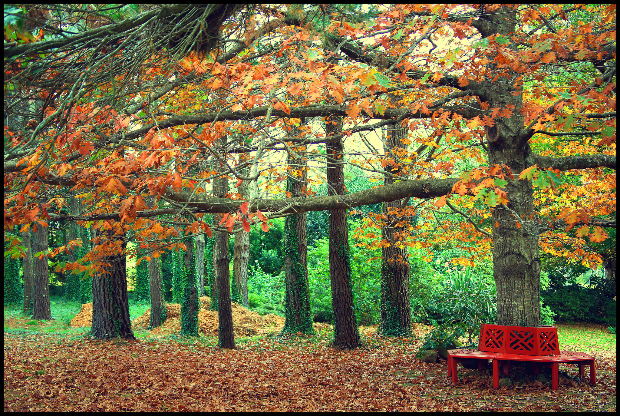 autumn, Park, Bench Wallpaper