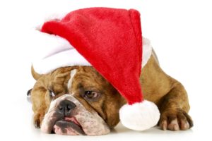 dogs, Christmas,  , New, Year,  , Winter, Hat, Bulldog, Animals
