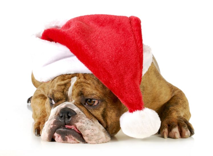 dogs, Christmas,  , New, Year,  , Winter, Hat, Bulldog, Animals HD Wallpaper Desktop Background