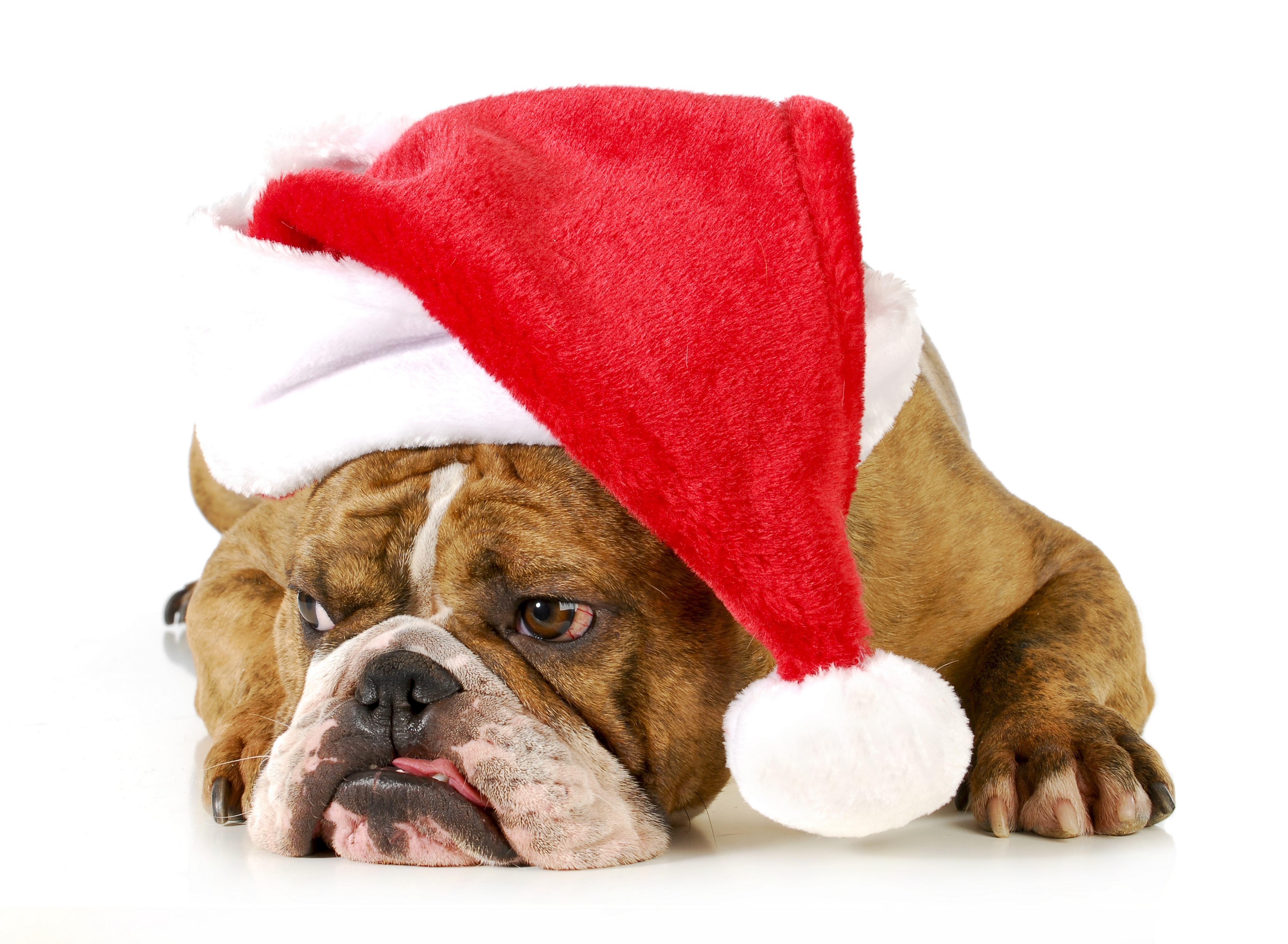 dogs, Christmas,  , New, Year,  , Winter, Hat, Bulldog, Animals Wallpaper