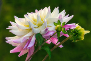 flower, Buds, White, And, Pink, Dahlia