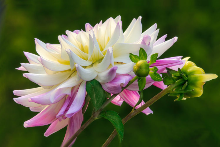 flower, Buds, White, And, Pink, Dahlia HD Wallpaper Desktop Background