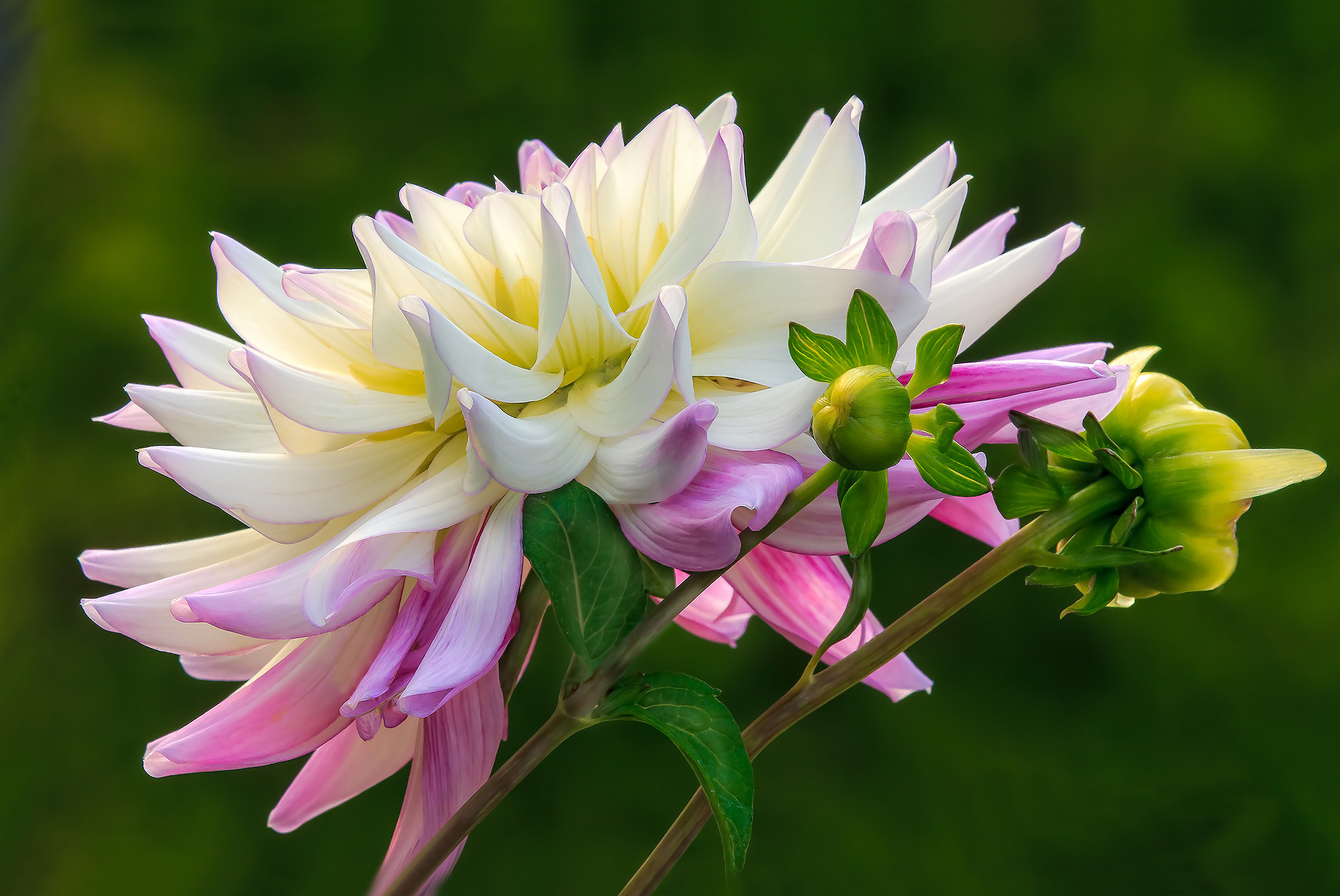 flower, Buds, White, And, Pink, Dahlia Wallpaper