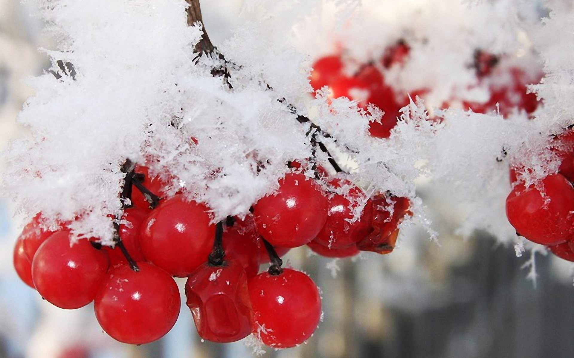 nature, Winter, First, Snow, Red, Berries, Fruits, Cranberry Wallpaper
