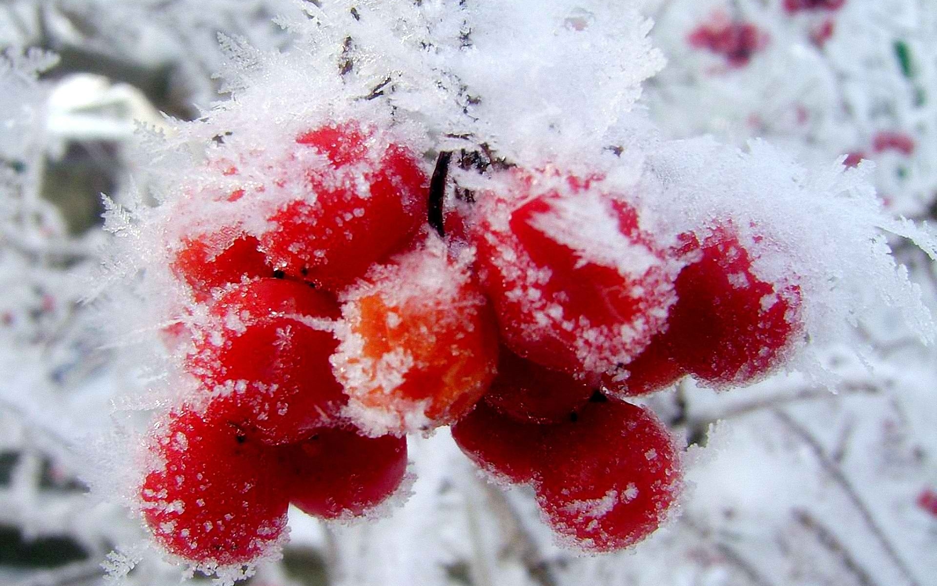 nature, Winter, First, Snow, Red, Berries, Fruits, Cranberry Wallpaper