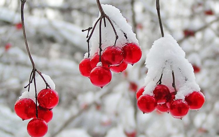 nature, Winter, First, Snow, Red, Berries, Fruits, Cranberry HD Wallpaper Desktop Background
