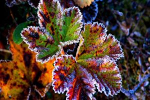 nature, Winter, The, First, Snow, Red, Leaves, Frost, Grass, Autumn
