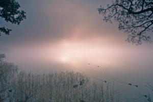 pond, Fog, Mist, Bird, Duck